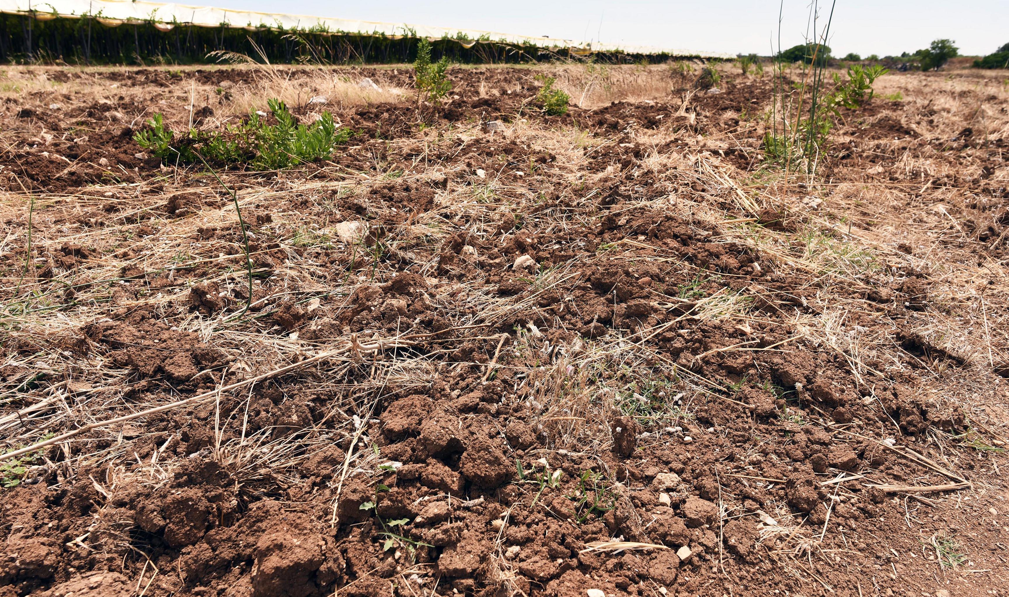 Allarme siccità, allevatori e agricoltori sardi: 