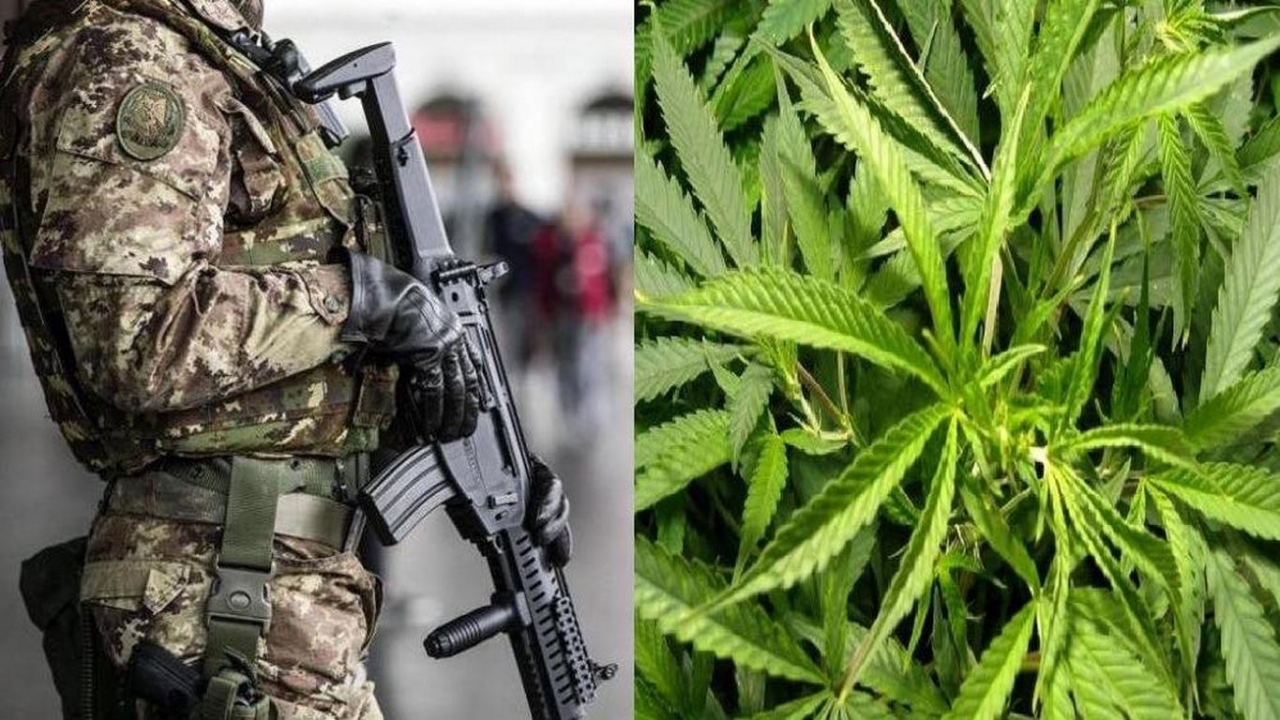 Esercito Marijuana
