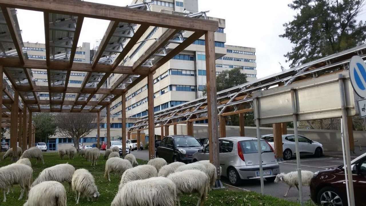 Pecore Brotzu 29 Dicembre 2