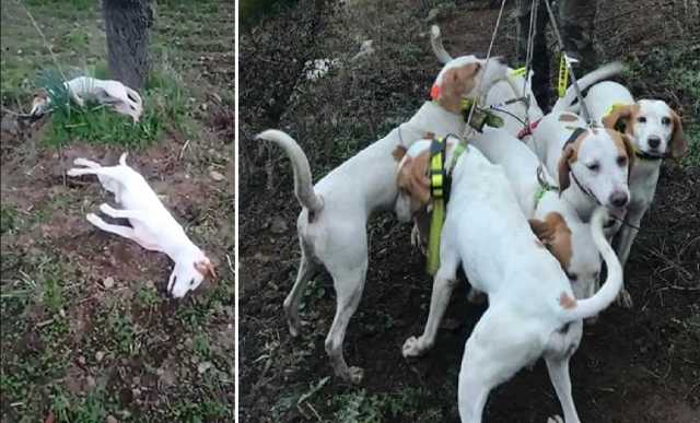 Cani Impiccati