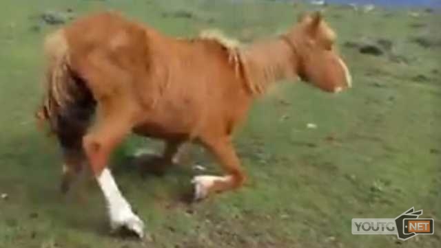 Cavallo Dolianova Agonizzante