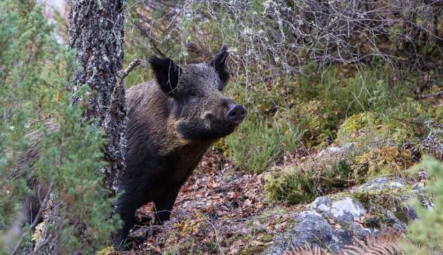 Cinghiale Caccia
