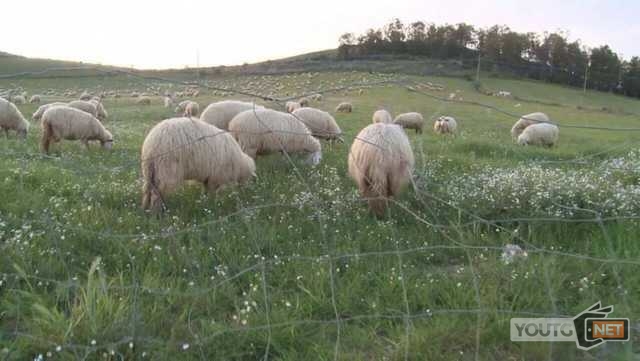 Pecore Sardegna