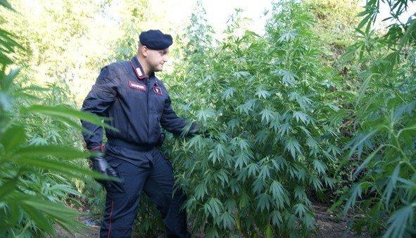 Piantagione Marijuana 1