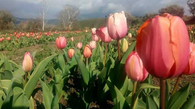 Campo Di Tulipani