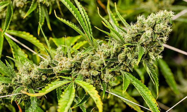 Cannabis