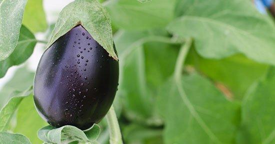 Melanzane  
