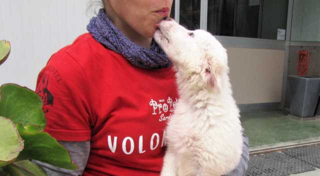 Dog Hotel Adozioni Assemini 1