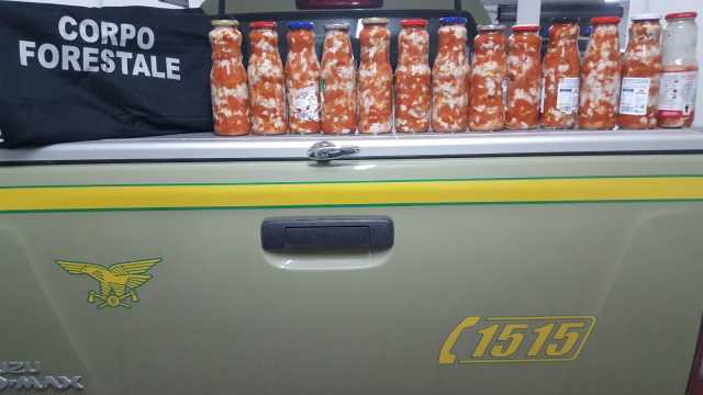 SEQUESTRO 9 KG POLPA RICCI A STINTINO