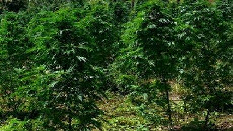 Sequestrate 532 Piante Marijuana Nuoro