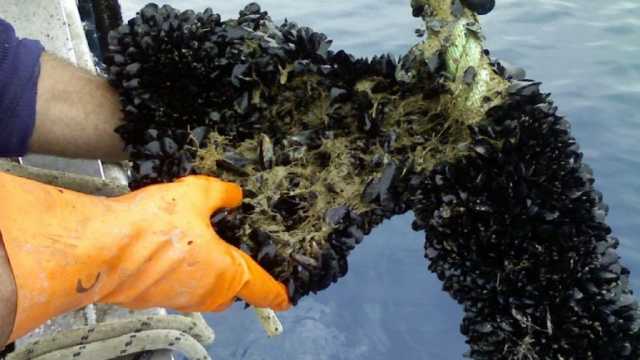 Cozze