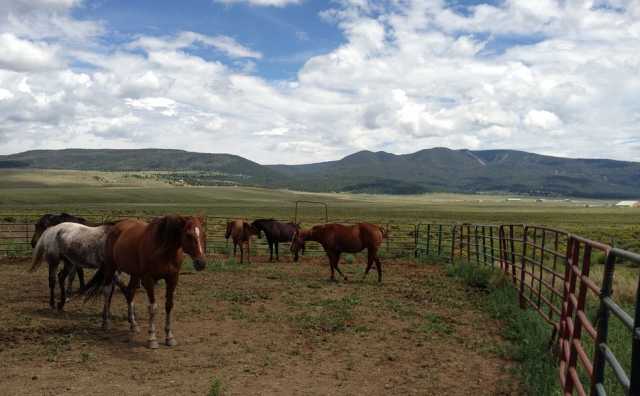 Horses 99751 960 720