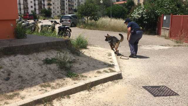 Cani Cane Antidroga 2