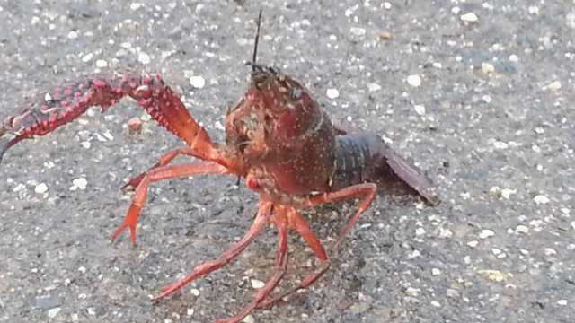 Gambero Killer 2