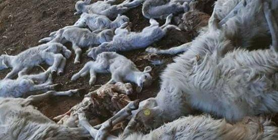 Pecore Morte Agnellini Lungua Blu Tagliata