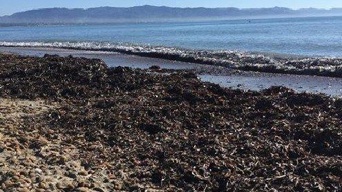 Poetto In Archivio Alghe