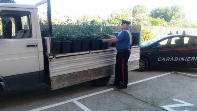 Serra Marijuana Camion
