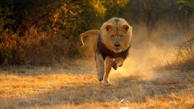 Lion Run