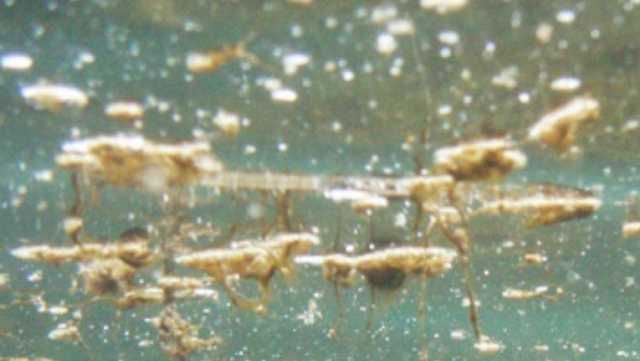Alga Tossica