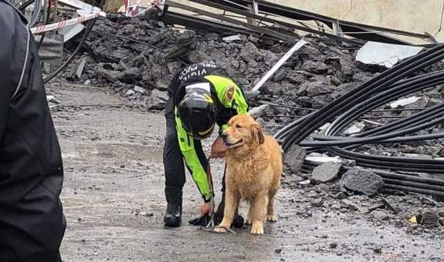 Cane Genova