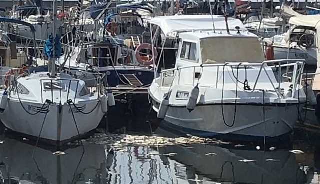 Invasione Muggini Su Siccu Ratti
