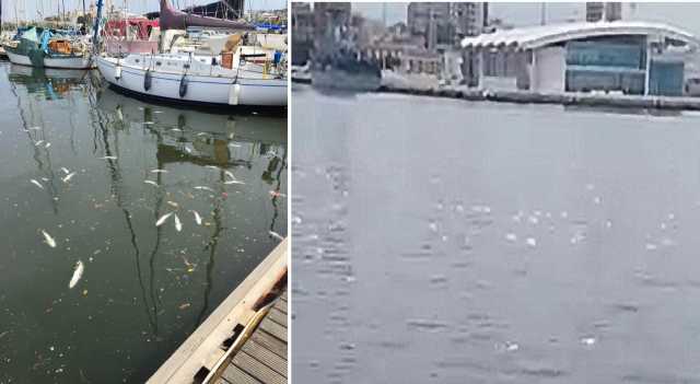 Muggi Morti Porto Cagliari