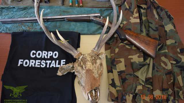 Cervo Bracconiere