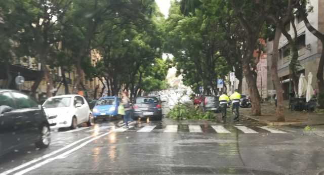 Jacarande Cagliari