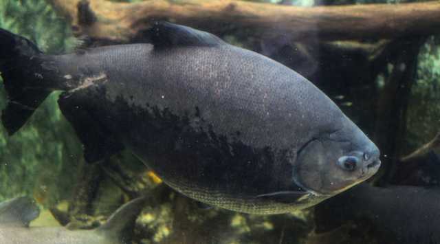 Pacu 2