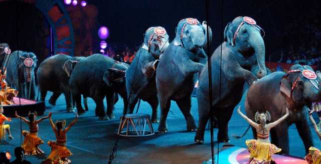 Circo Animali