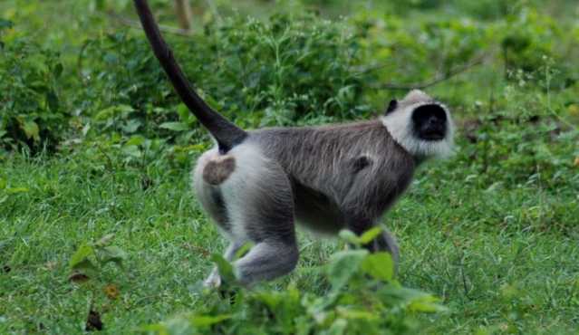 Himachal Langur Conflict