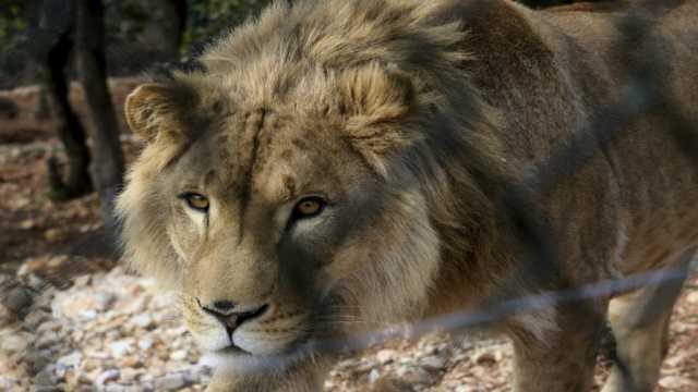 Leone