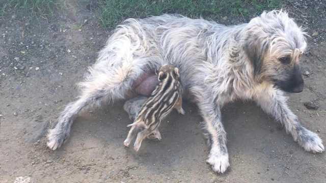 Pastore Fonnese Cinghiale