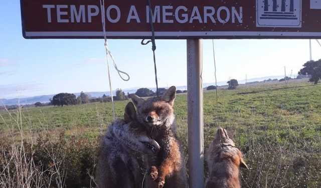 Volpi