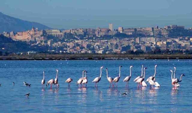 Laguna Santa Gilla 8