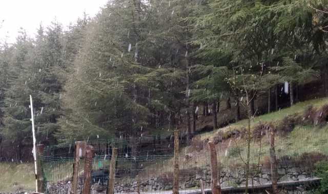 Neve Bruncuspina