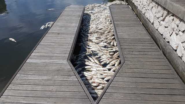 PESCI MORTI