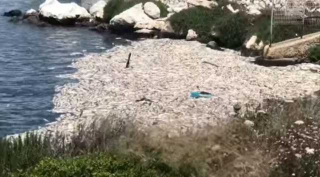 Pesci Morti 3
