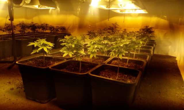 Serra Marijuana 210519