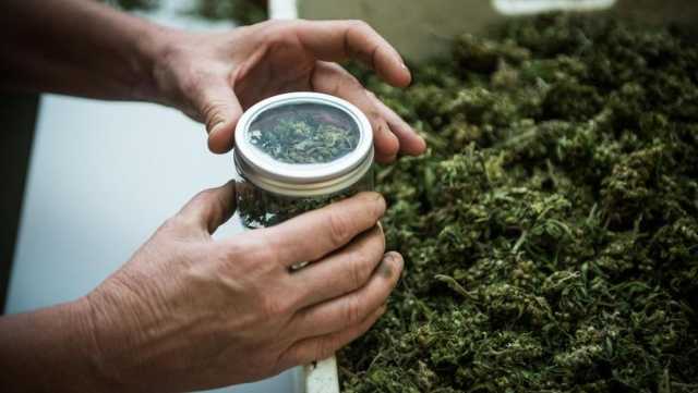 Marijuana