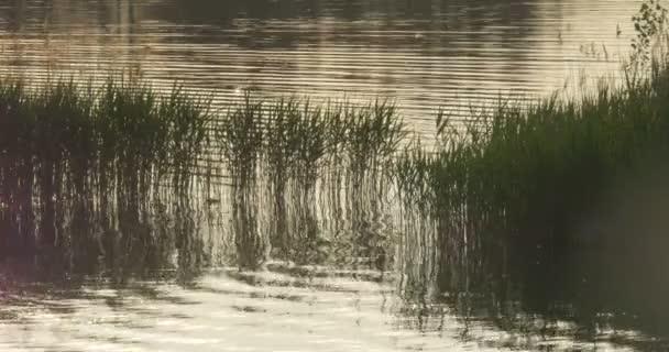 Stagno1