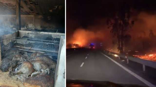 Animali Morti Incendio Siniscola