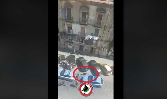 Pitbull Ucciso Napoli Video