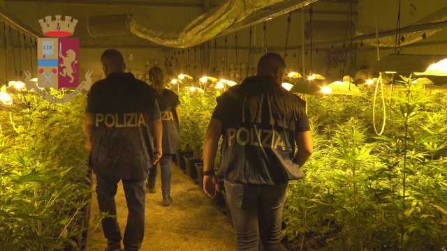 Poliziotti Tra Le Piantine