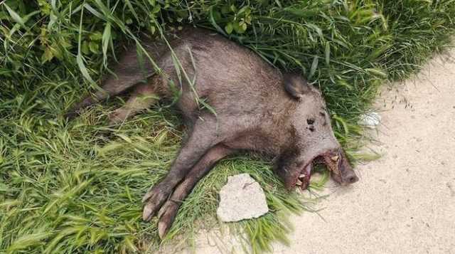 Cinghiale Morto