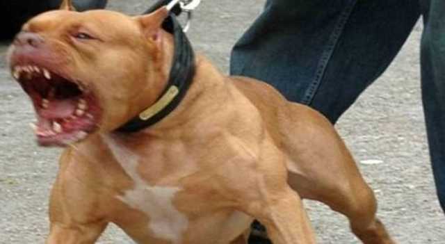 Pitbull