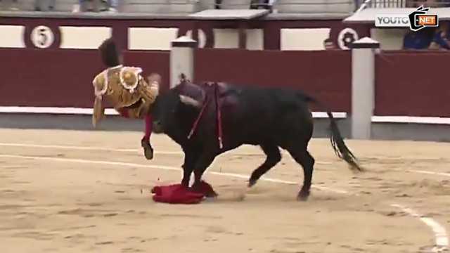 Torero Incornato Corrida