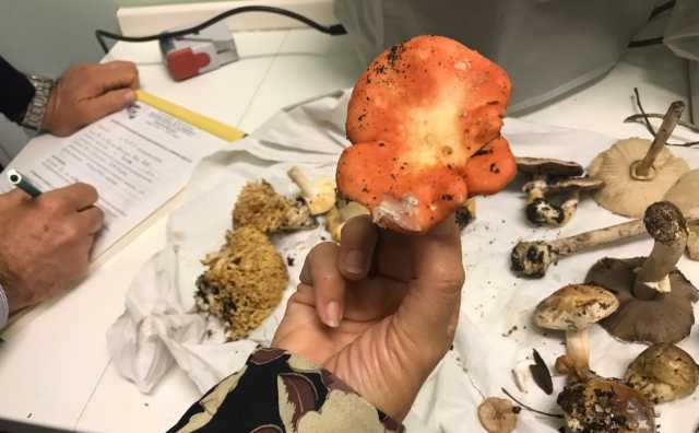 Funghi Qw