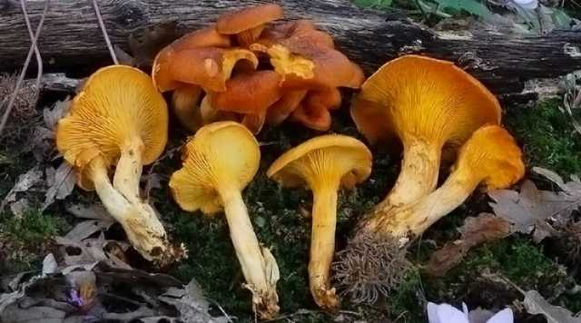 Omphalotus Olearius Funghi Velenosi