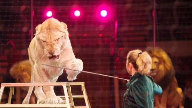 Circo Animali